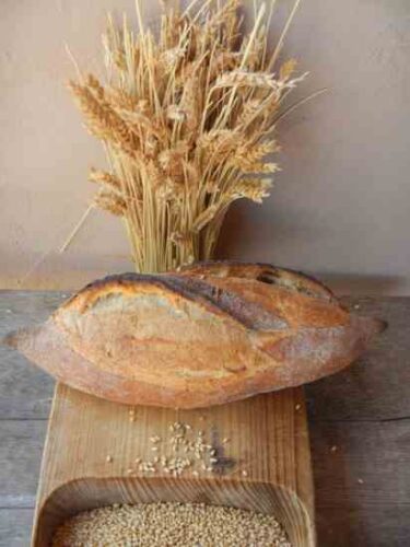 The Rise of White Sonora Wheat